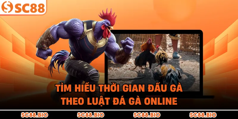 Tìm hiểu thời gian đấu gà theo luật đá gà online